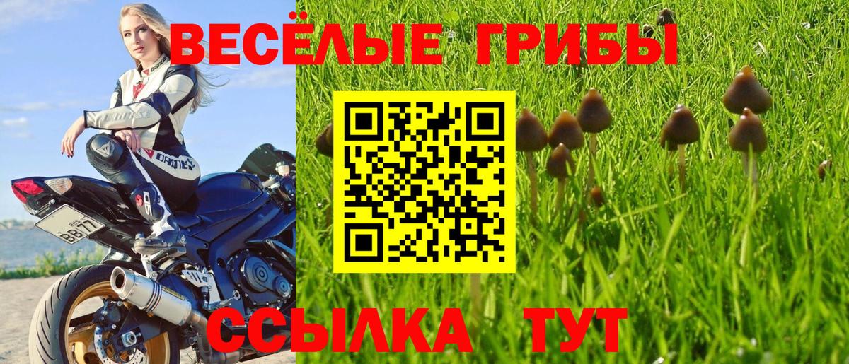 Галлюциногенные грибы MAGIC MUSHROOMS  Галлюциногенные грибы Magic Shrooms  где продают наркотики  Камышин  Вход с VPN 